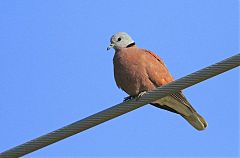 Red Collared-Dove